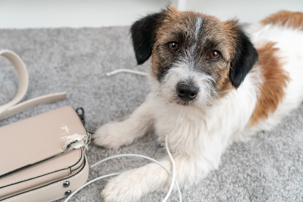Dog chewing bag