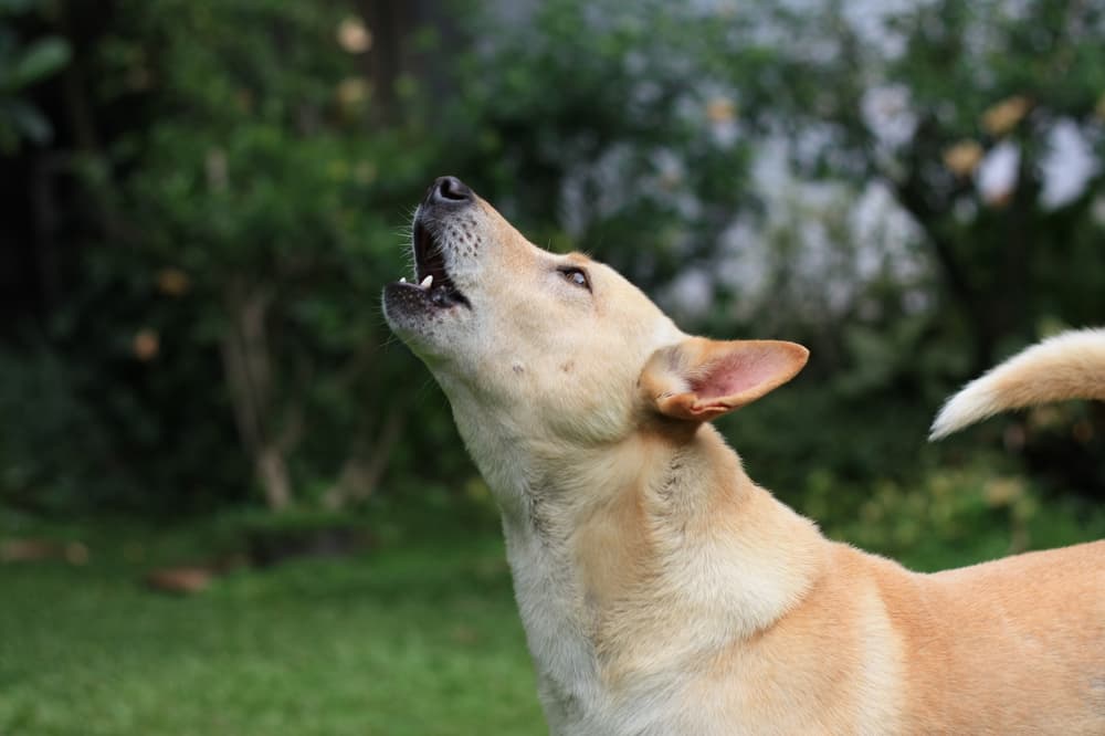 Why Is My Dog Making Weird Noises?