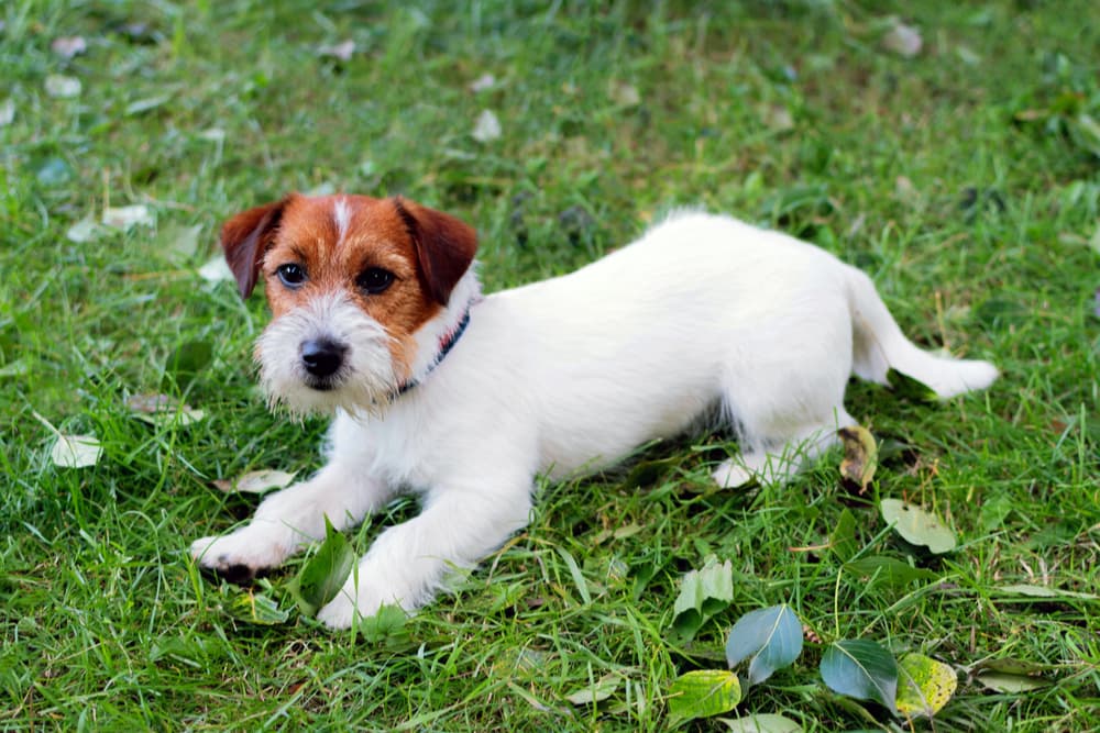 Wirehaired Jack Russell 