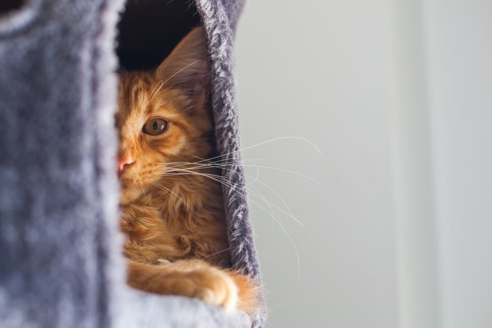 Six month old cat sitting in a cat tree hiding
