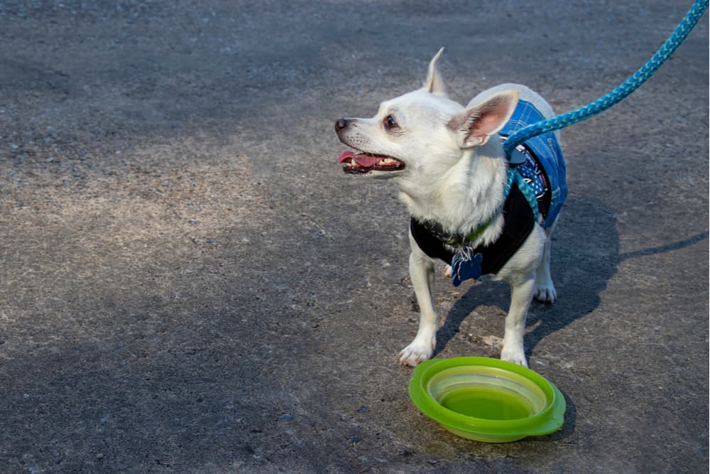 Dog with a water bowl collapsible on a dog walk