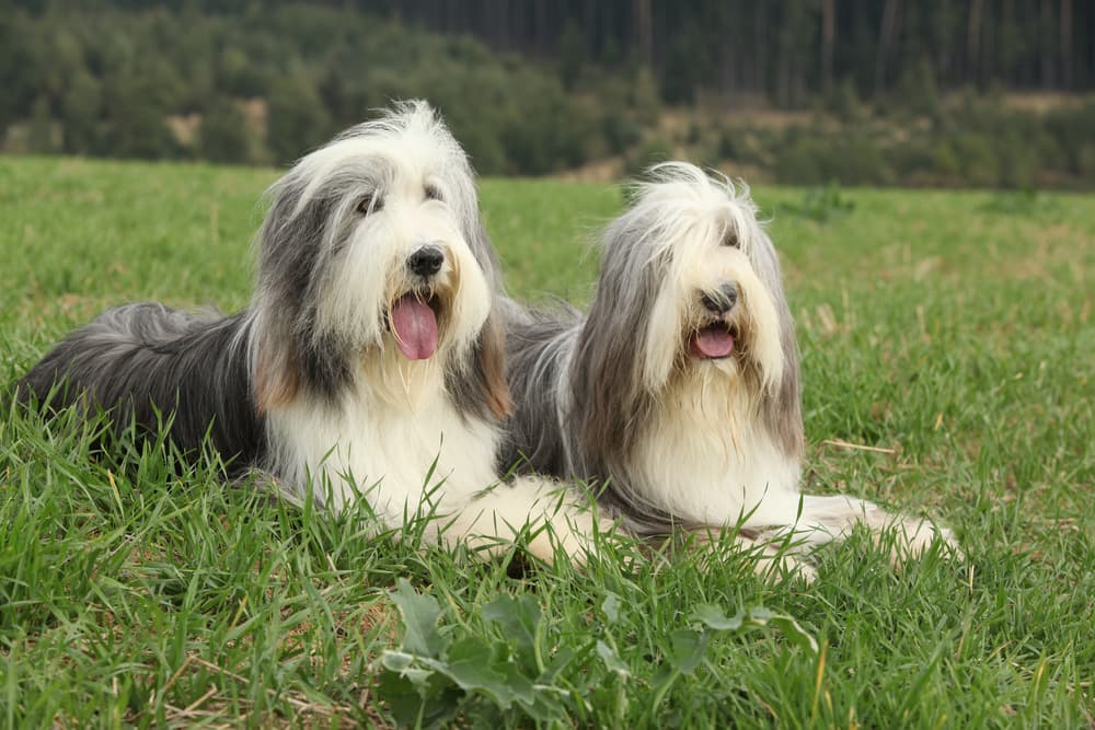Two bearded collies lying in the grass in later summer