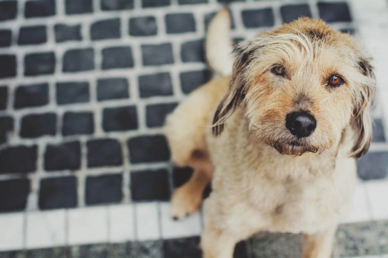 Dog standing looking to camera with sad eyes