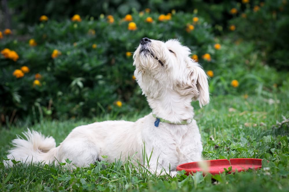 Happy dog sniffing outside