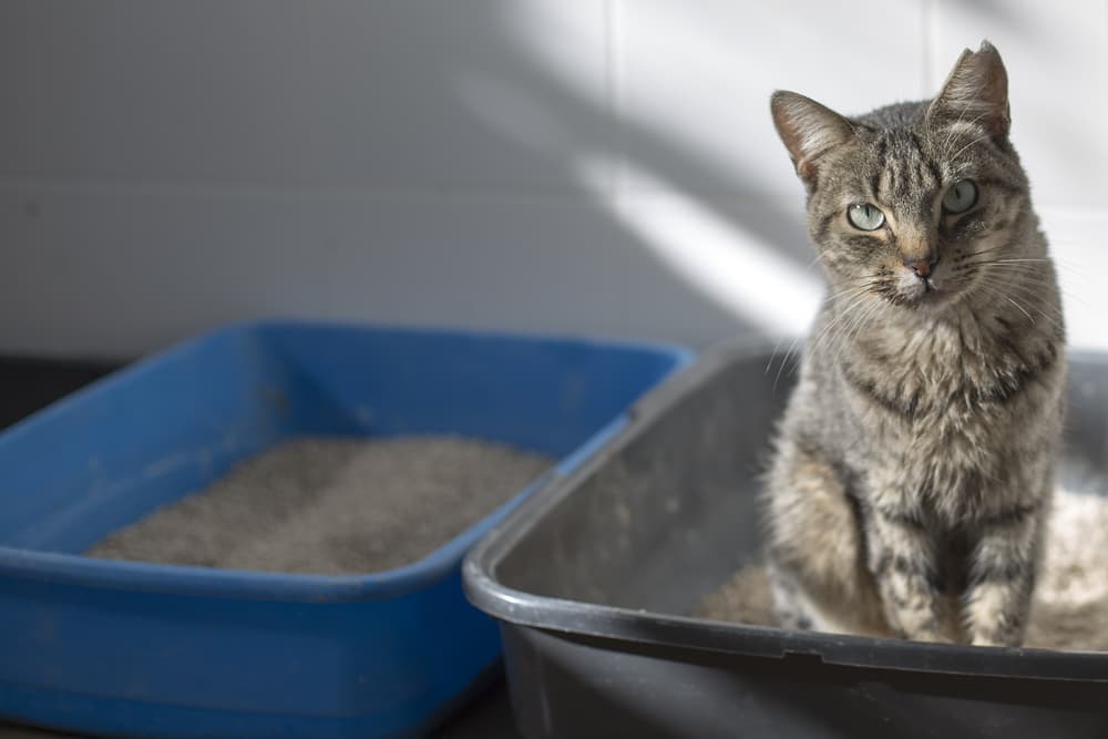 Cat in a litter box next to a second litter box