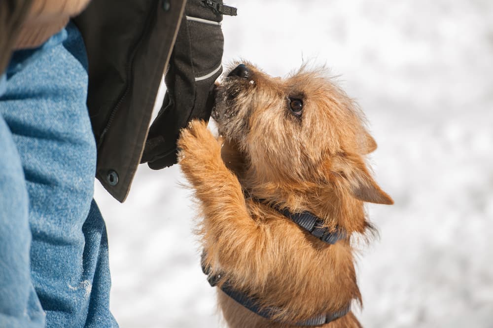 Dog jumping up onto owner's leg