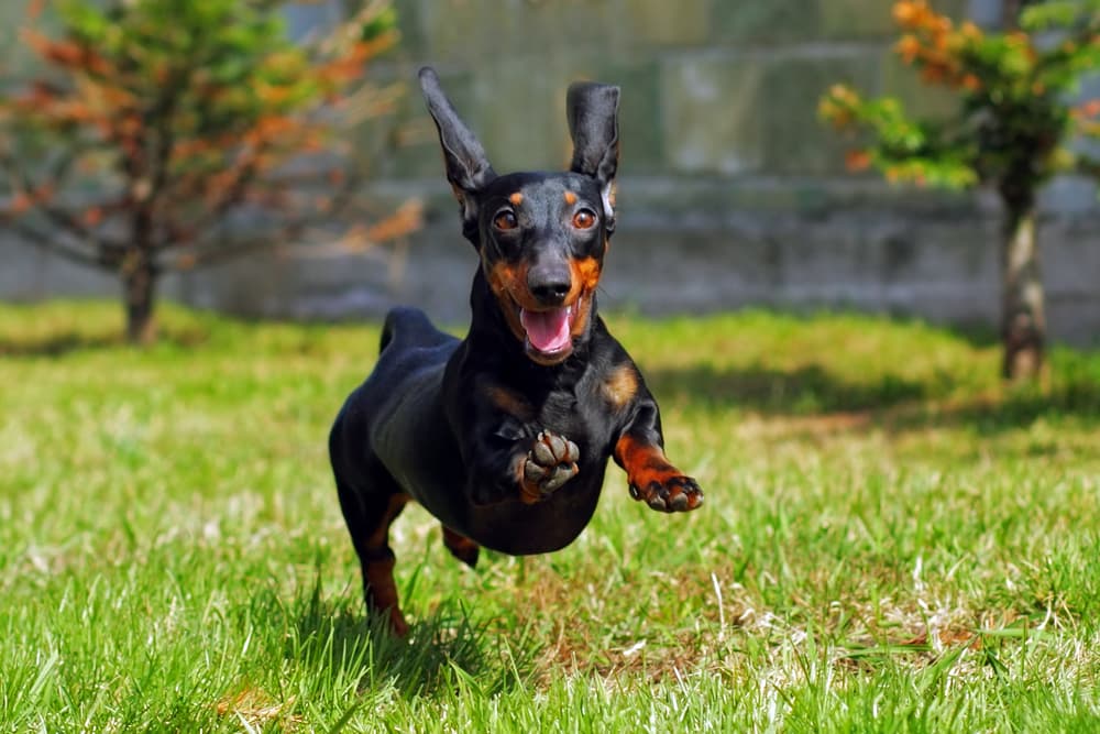 Dog sprinting with big eyes and ears flipping up