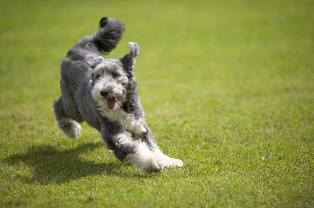 Bearded Collie playing in the grass