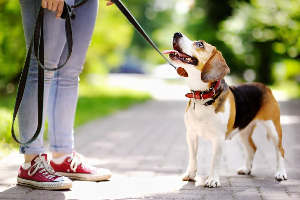 Dog walking on a leash with owner