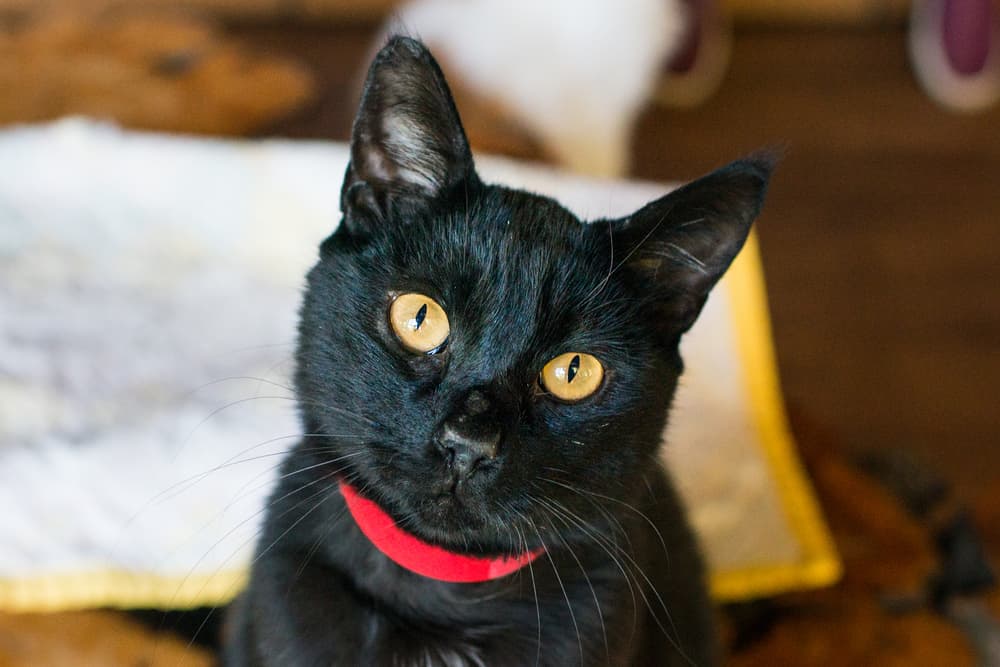 Black cat looking to camera behind quilted blanket