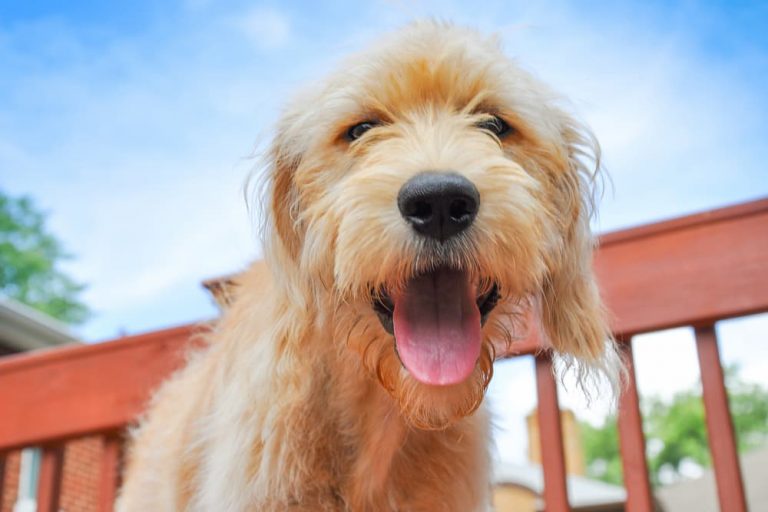 happy smiley dog outside on a porch