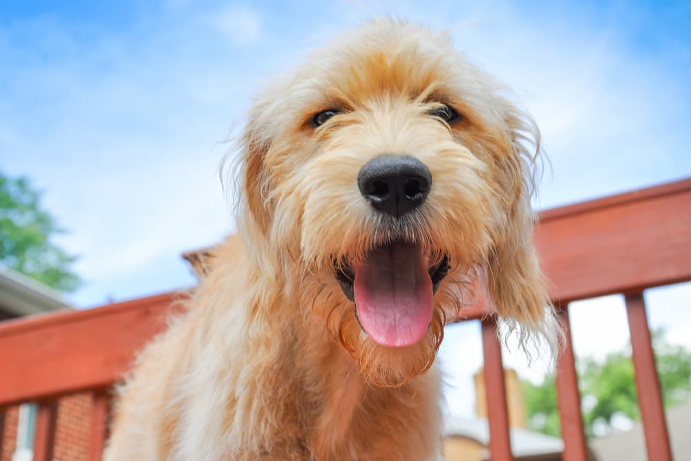 Dog Nip: What to Know About Anise for Dogs