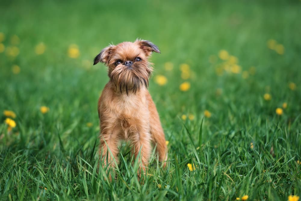 brussels griffon dog standing outdoors in summer