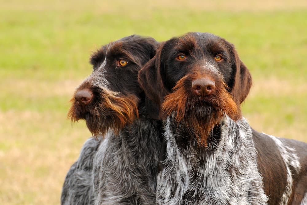 Two German Wirehaired Pionter, deutsch drahthaar dogs in outdoors.