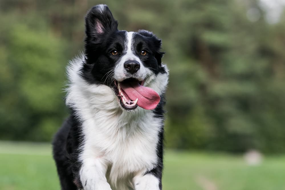 Border Collie with dog roomies
