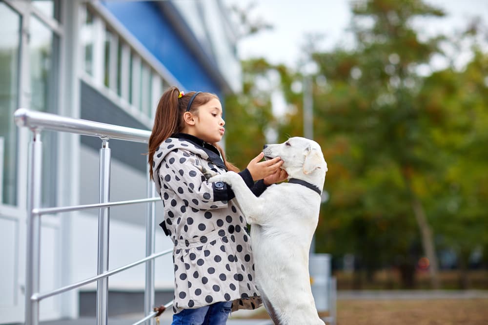 Dog jumping up onto little girl on a walk