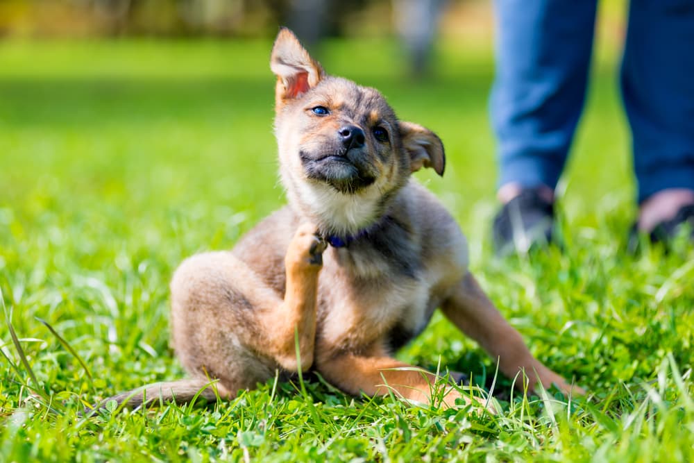 Dog scratching in the garden grasses