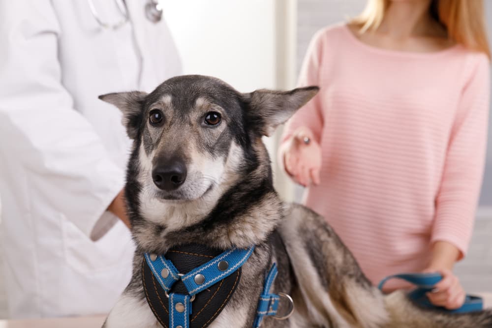 Dog at the vet getting medication