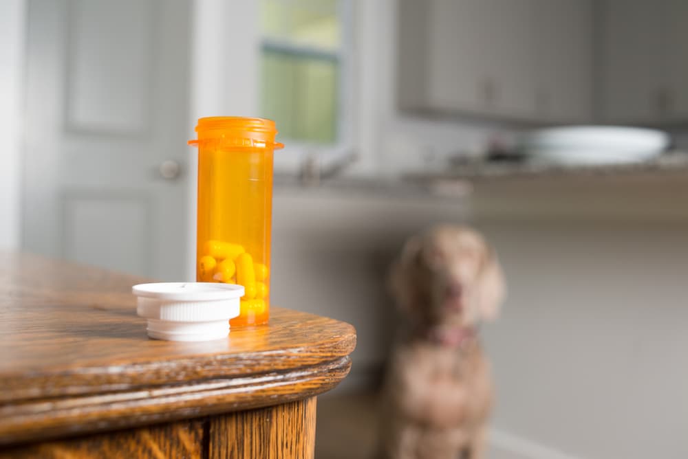 Prescription pill bottle in front of dog