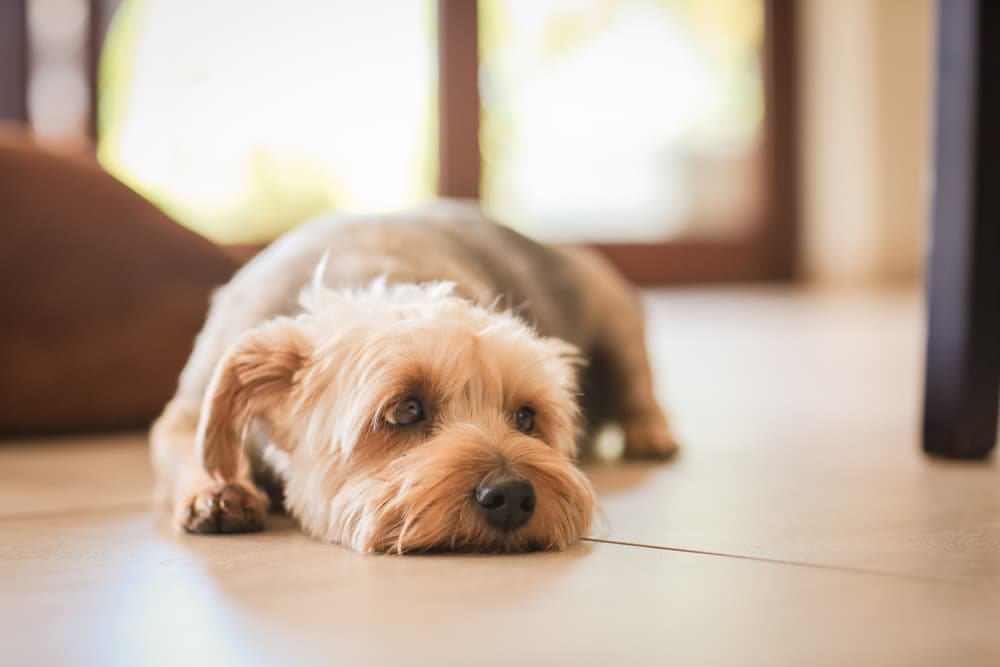 Enrofloxacin for Dogs