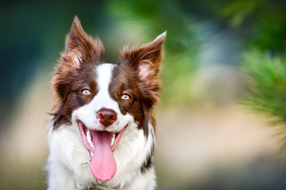 Dog smiling happy outside