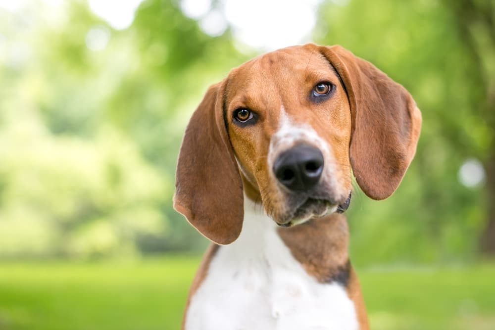 Dog looking to camera with head tilt