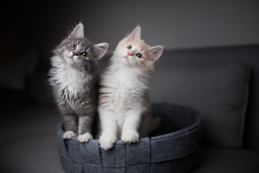 Two cats with heads tilted looking to owner for answer