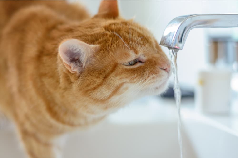 Cat drinking water from a faucet
