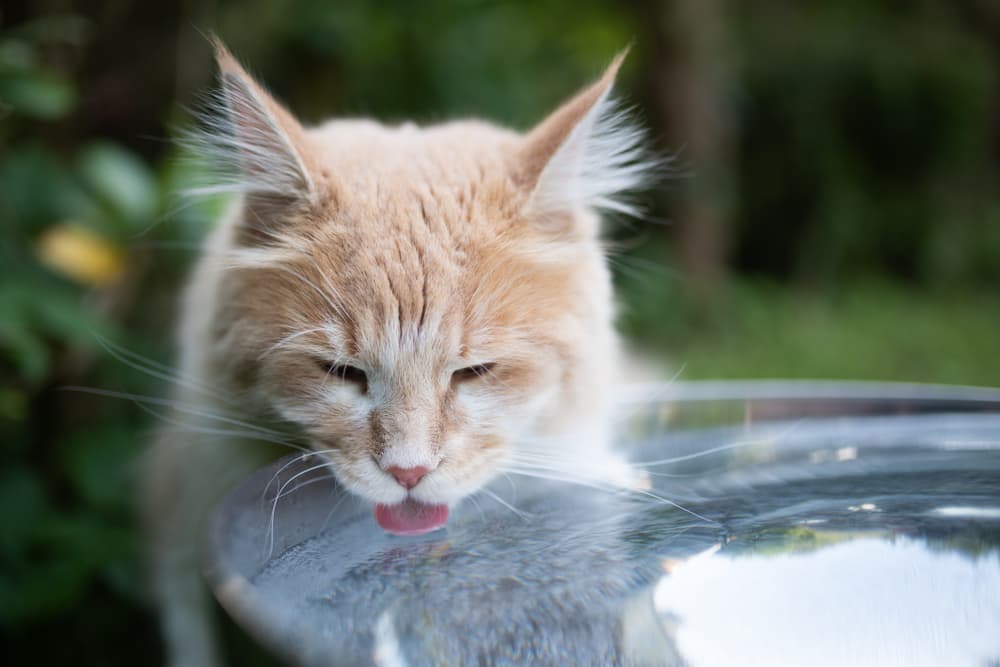 Why is My Cat Drinking a Lot of Water?