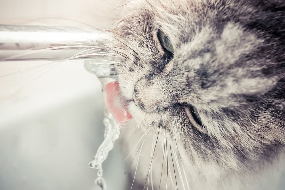 Cat drinks water from the tap