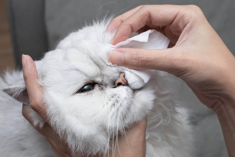 Cat having eye cleaned with a wipe