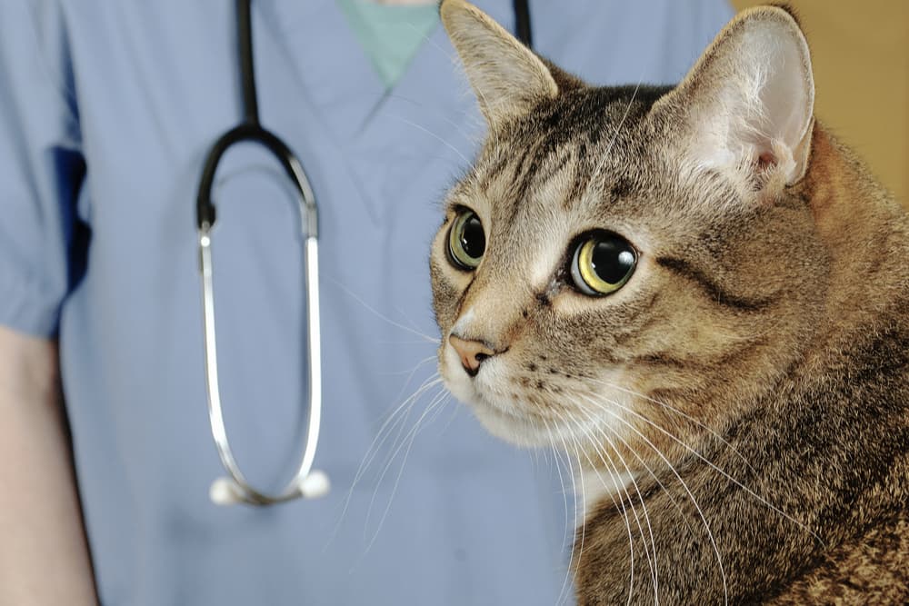 Cat at the vet having eye infection diagnosed