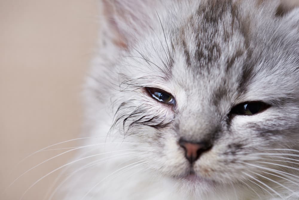 Cat Eye Infection: Symptoms and Treatment Options