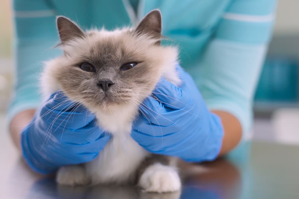 Cat at the vet getting treatment for eye infection