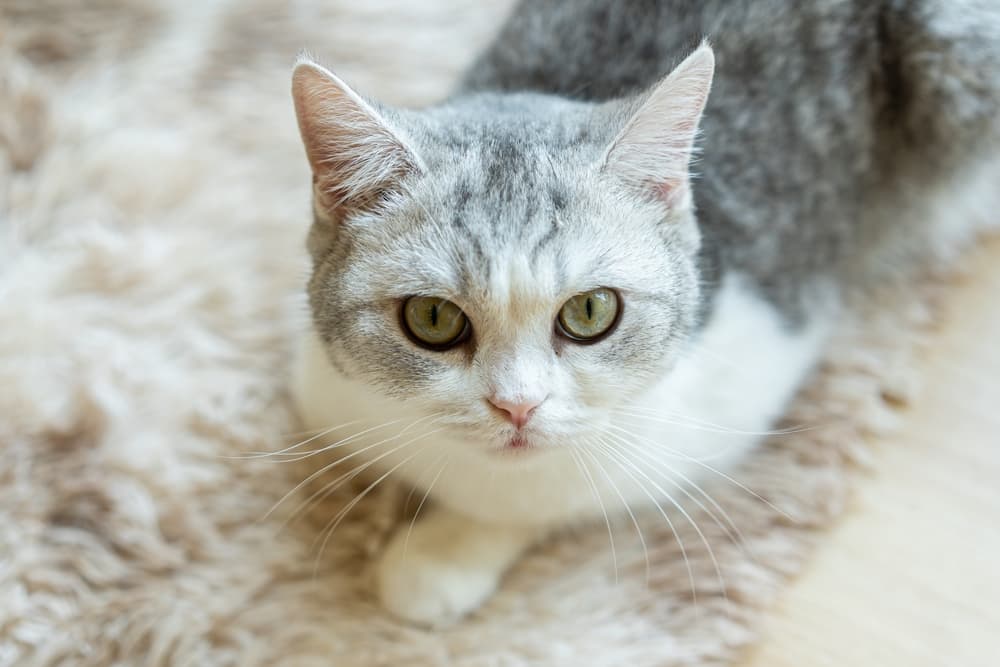 Cat laying on a rug has big eyes