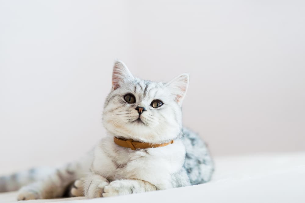 Cat wearing a flea collar at home