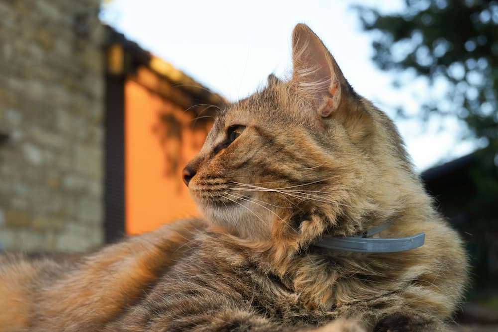 Cat looking out into the distance outside