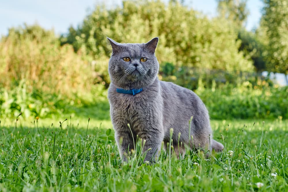 Cat Flea Collars: Safety Tips and What to Consider Cat Flea Collars: Safety Tips and What to Consider