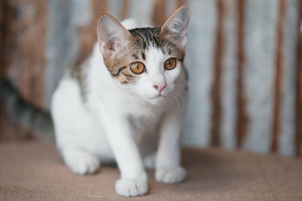 Cat walking looking nervous