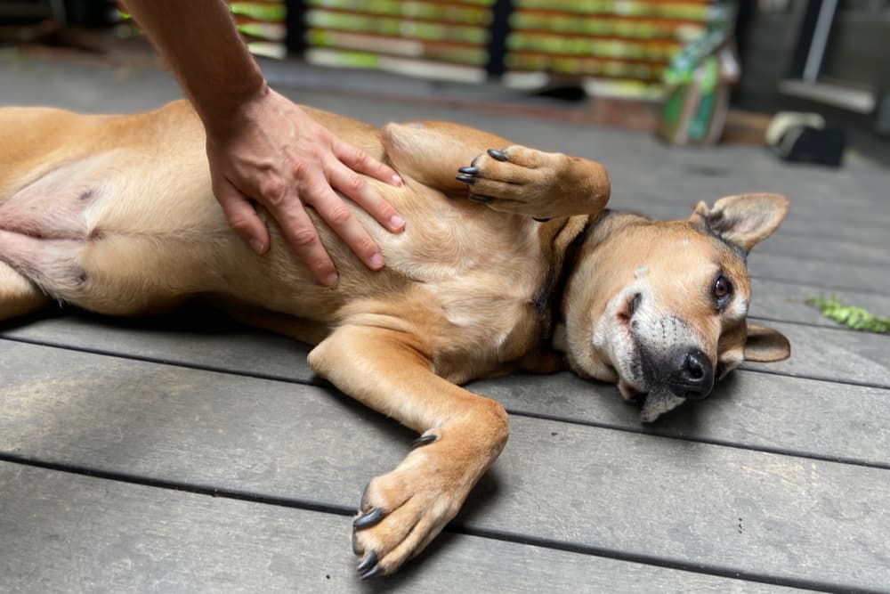 Dog laying down and owner checking on them