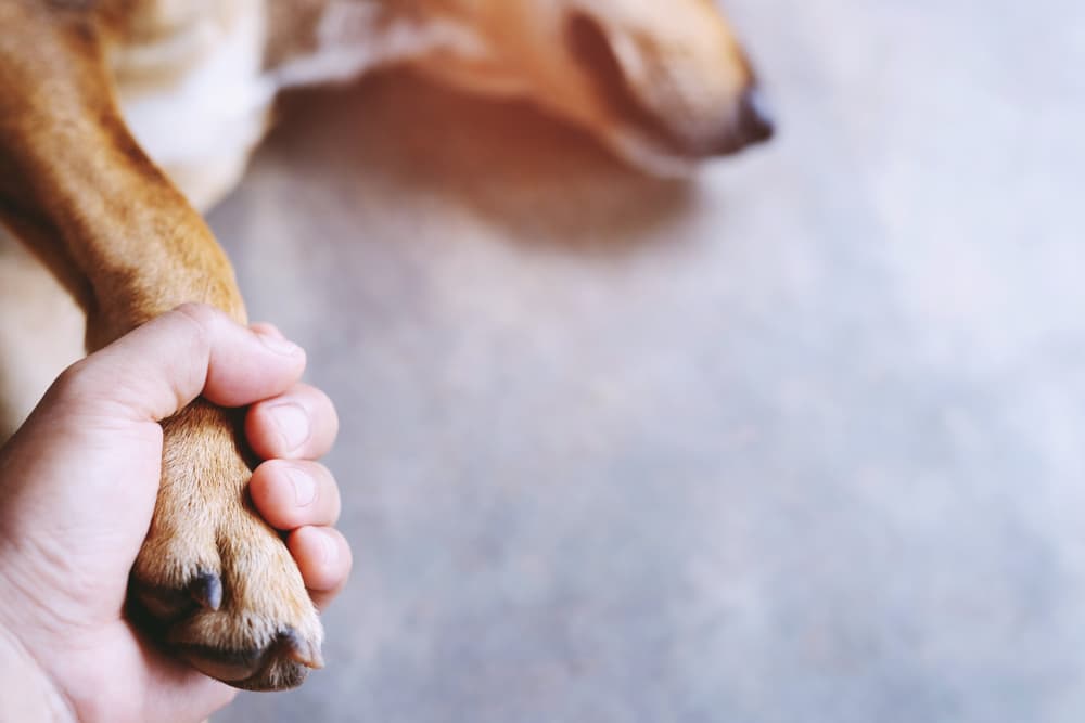 Dog laying on ground with paw being held