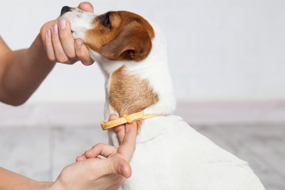 Dog wearing a flea collar as flea medicine for dog