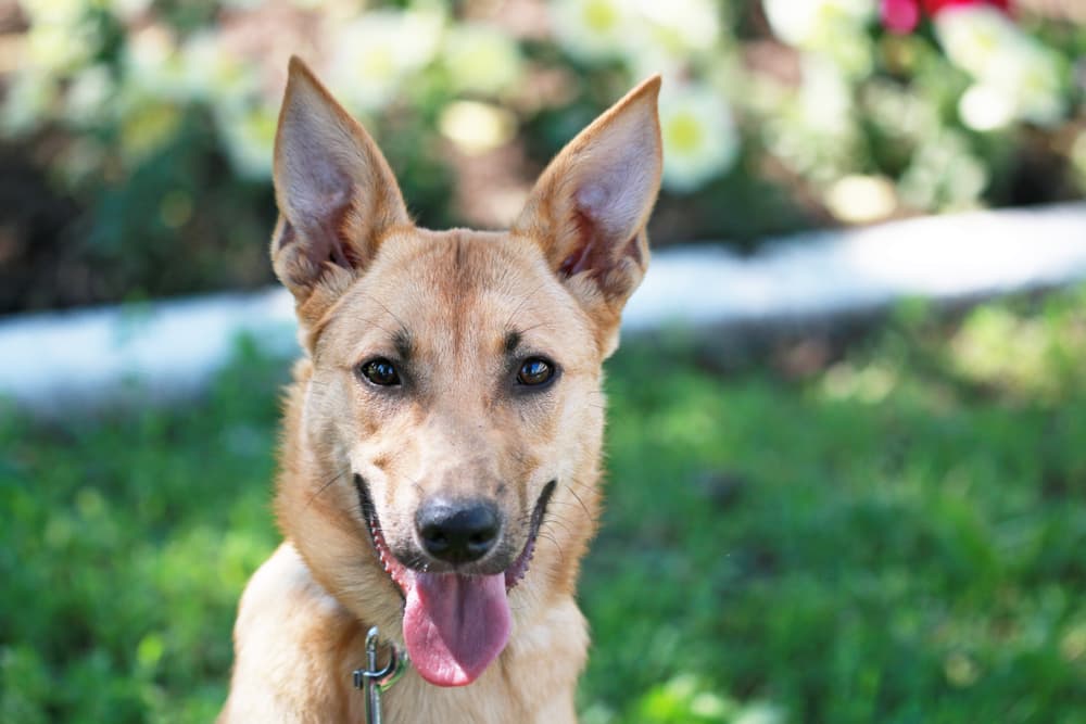 Dog smiling outside with ears pointed up