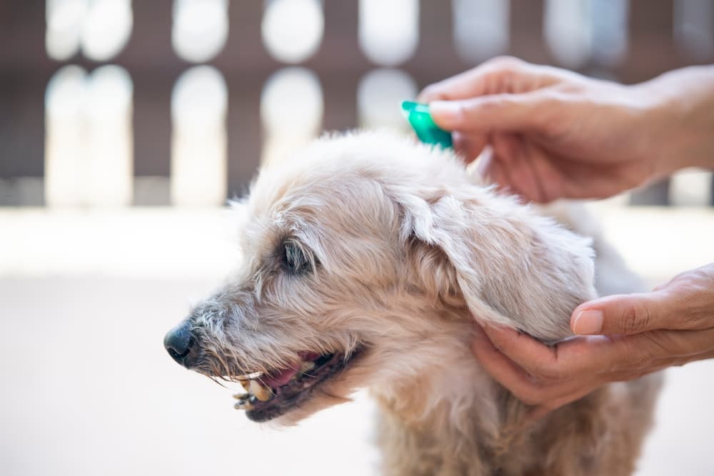 Best Flea Medicine for Dogs: Vet-Approved Options