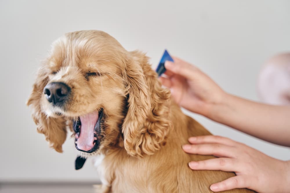 Dog yawning while getting topical flea medicine
