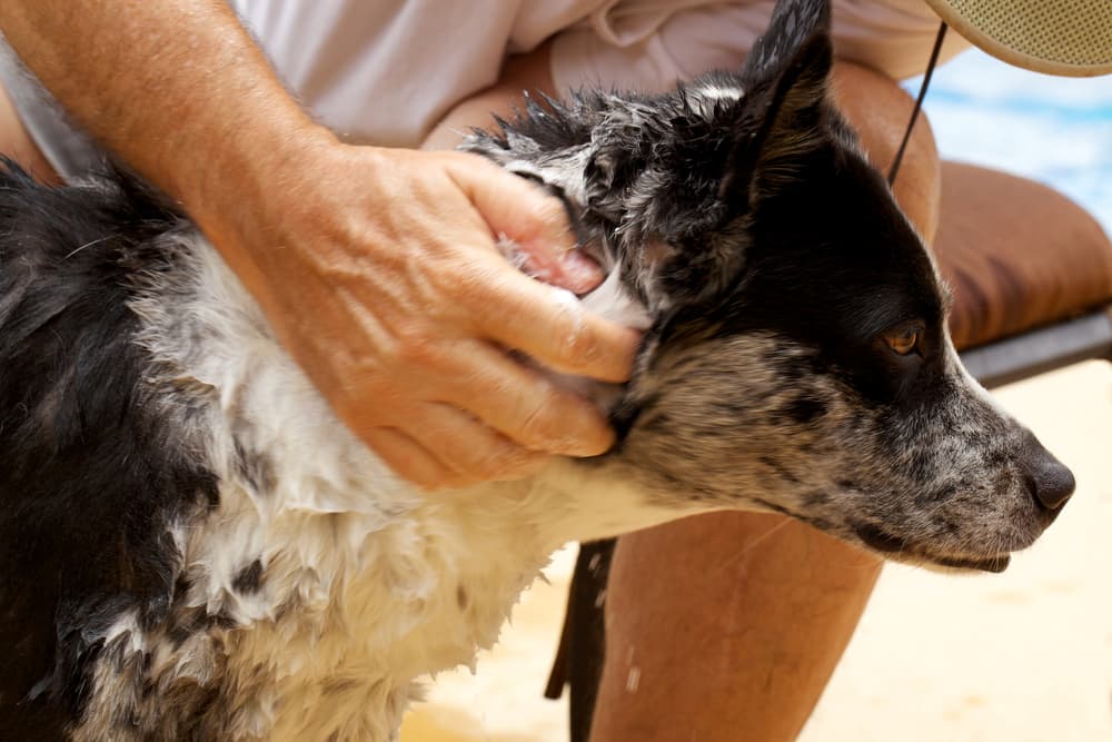 Dog having a bath with flea shampoo