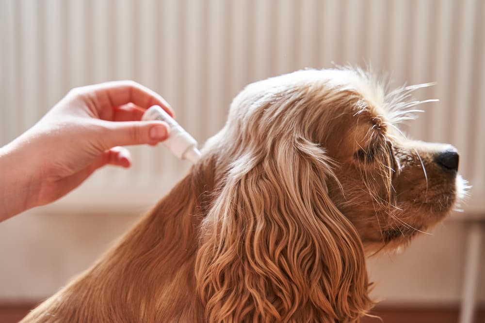 Dog getting topical flea medicine treatment