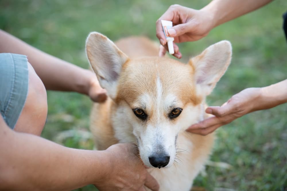 Dog getting flea medicine via topical treatment
