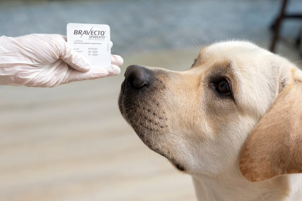 Dog with chew that is flea medicine for dogs