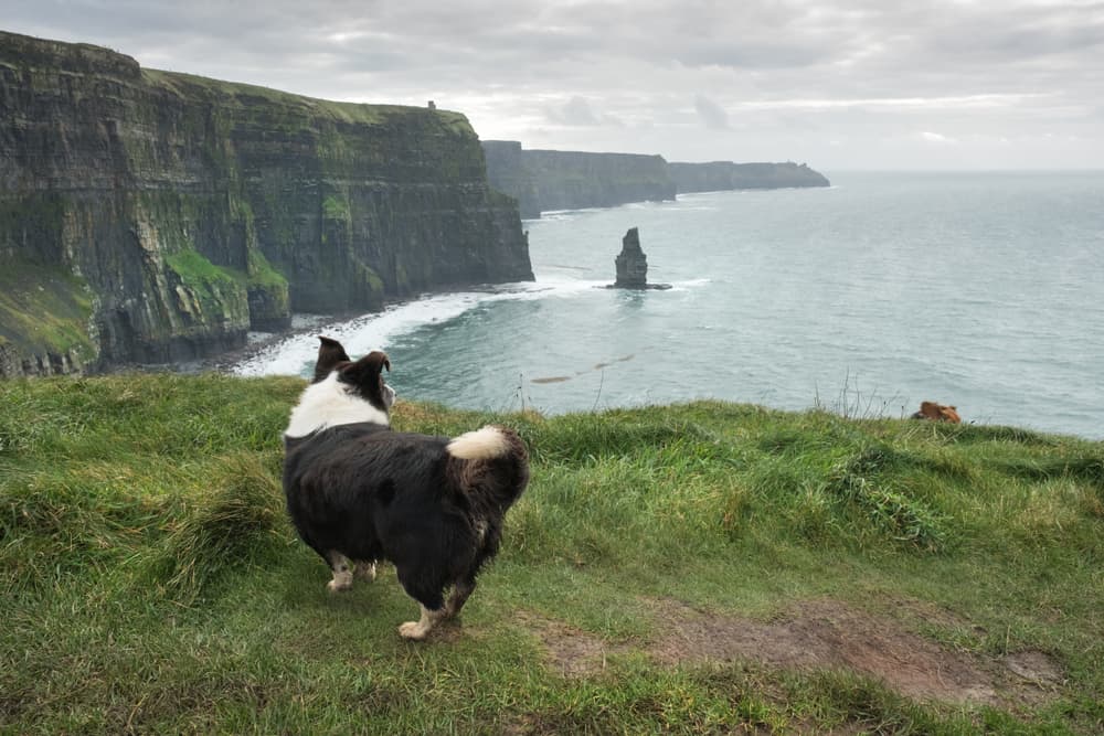 8 Irish Dog Breeds Native to Ireland